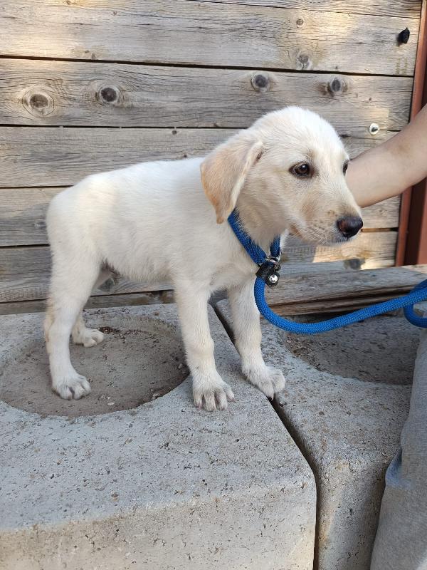 Iris mix labrador 3 mesi Foto 4